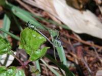 Fragile Forktail Damselfly