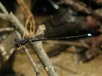 Male Blue-tipped Dancer Damselfly