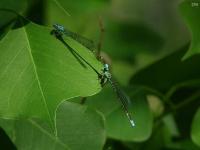 Slender Bluet Damselfly