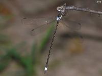 Spreadwing Damselfly