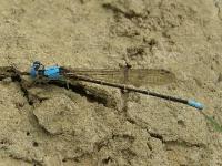 Blue-fronted Dancer Damselfly