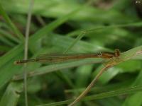 Citrine Forktail Damselfly(very small)