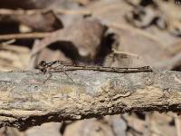 Fragile Forktail Damselfly