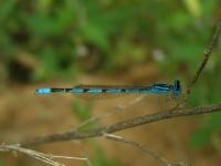 Double-striped Bluet Damselfly