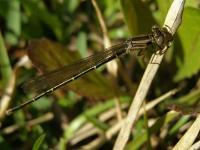 Damselfly