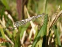 Bluet Damselfly