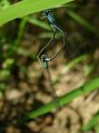 Bluet Damselfly Mating