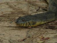 Diamondback Water Snake