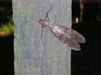 Eastern Dobsonfly