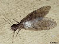 Eastern Dobsonfly