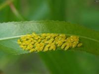 Probable Cottonwood Leaf Beetles Eggs, Adults were mating on same bushes