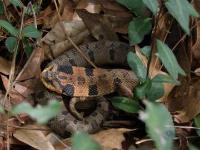 Eastern Hognose Snake