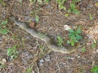 Eastern Hognose Snake