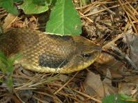 Eastern Hognose Snake