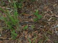 Eastern Hognose Snake, On the Hunt