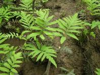 Sensitive Fern, FERN1