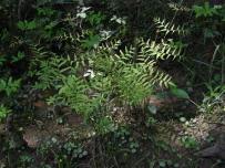 TBD Fern, FERN4