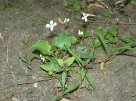 Primrose Leaf Violet Plant, FLFN1