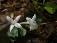 Partridgeberry Flower, FLFN2A