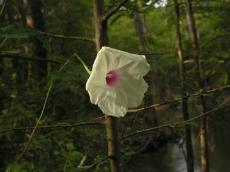 Bigroot Morning-Glory (Wild Potato Vine)