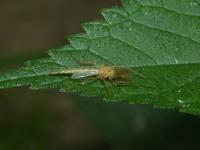 Midge Fly