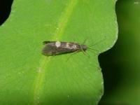 Netspinning Caddisfly