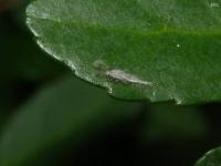 Phantom Midge Fly