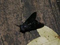 Black Horse Fly