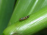 Picture-winged Fly