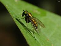 Longlegged Fly