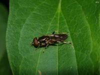 Syrphid Fly