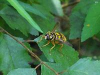 Yellowjacket Hover Fly