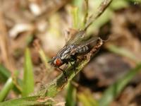 Flesh Fly