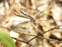 Crane Fly