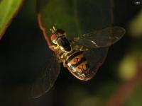 Syrphid Fly