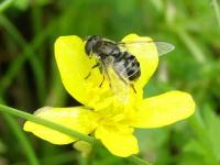 Syrphid Fly