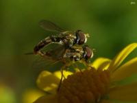 Syrphid Flies