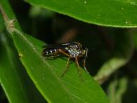 Robber Fly