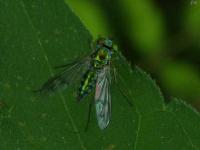 Longlegged Fly