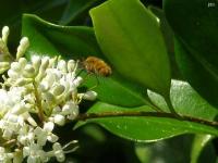 Bombylius Bee Fly(did not see it land)