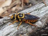 Bee-like Robber Fly