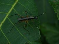 Stilt-legged Fly