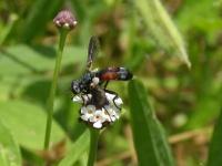 Tachinid Fly