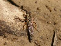 Robber Fly