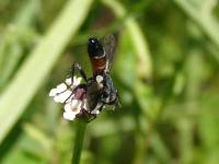 Tachinid Fly