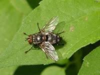 Tachinid Fly