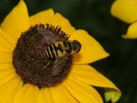 Syrphid Fly