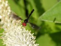 Syrphid Fly