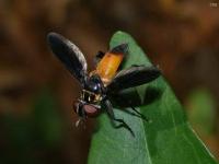 Feather-legged Fly