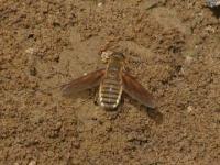 Bee Fly